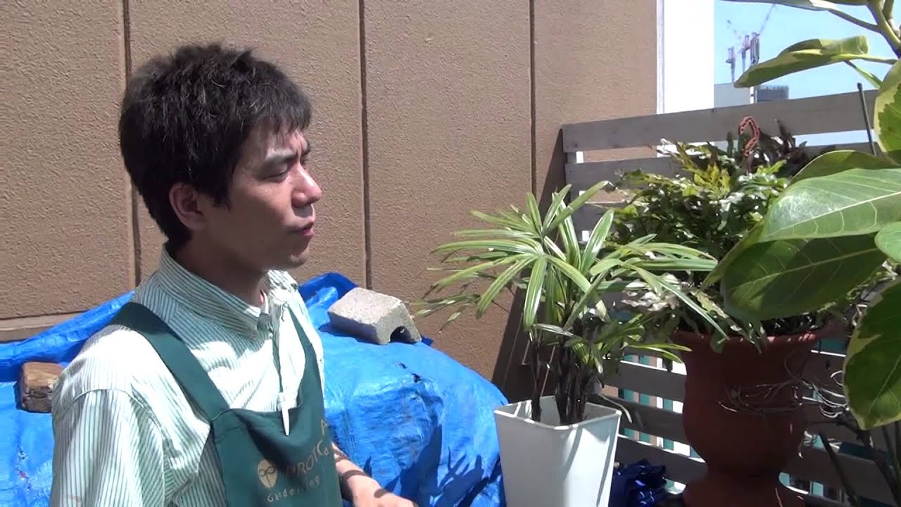 斑入り観音竹の置き場所 経過報告 その5 - YouTube