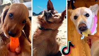 Funniest DOGGOS on the YouTube!  (Best DOGS Compilation)