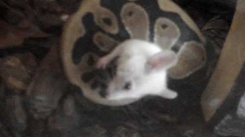 My Ball Python eats a live mouse!!!
