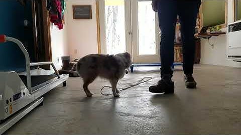 Escape Avoidance in Dog Training (operant conditioning)