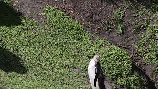 Yellow-eyed Penguin