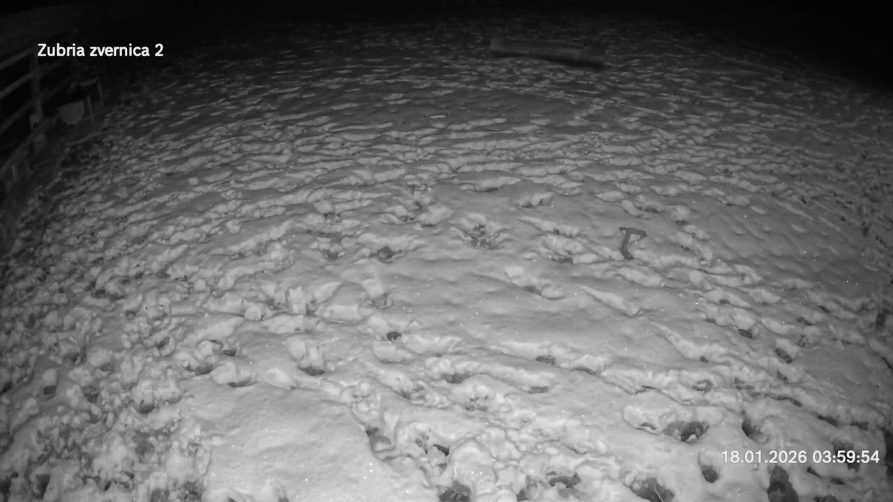 Zubria zvernica (cam213) 18.01.2026 o 