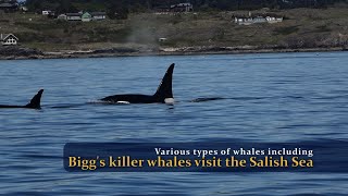 Why whale watching with Eagle Wing Tours in Victoria, BC is awesome!