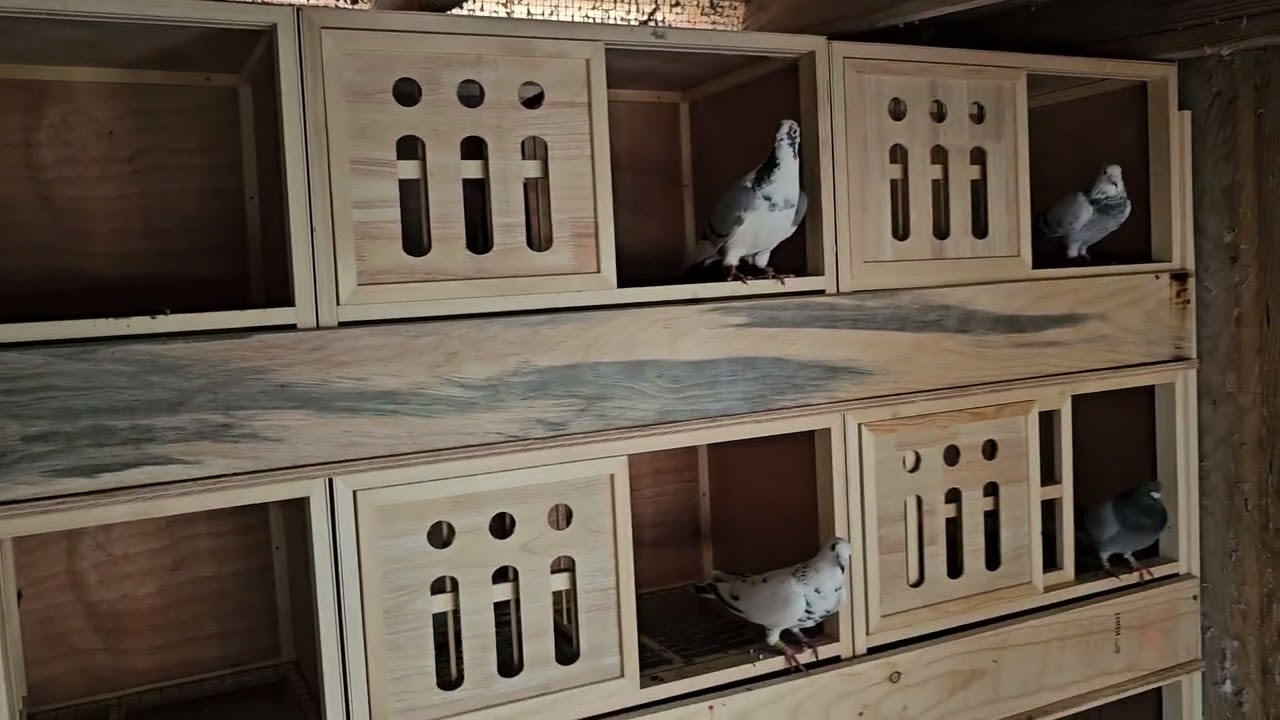 Racing Pigeons 2026 breeding season and new breeding boxes, 