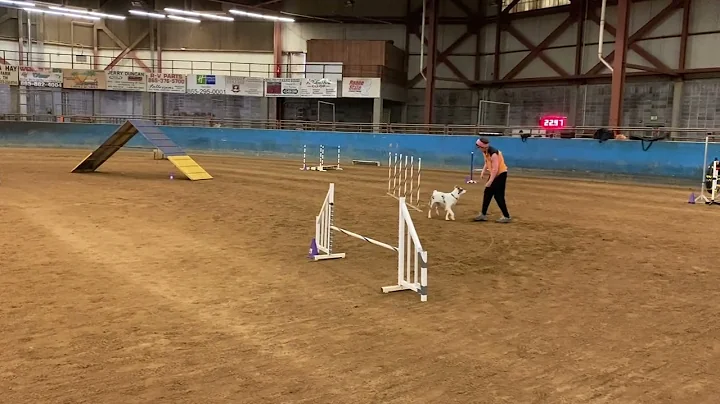 Blue's First AKC Novice Standard Q