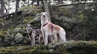 Vilja & Luna Borzoi  my sunshine and moonlight