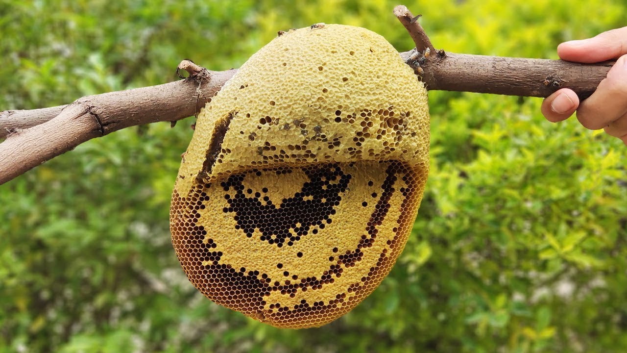 Dera Sadam Awan Kay jungle Se Honey Utar Kar With Cutting Process 