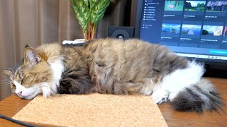 Boss cat dad sleeping peacefully on the desk