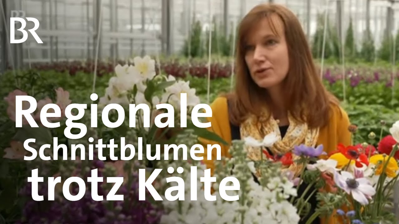 Der Kälte trotzen: Frühe Schnittblumen aus Franken | Frankenschau | BR