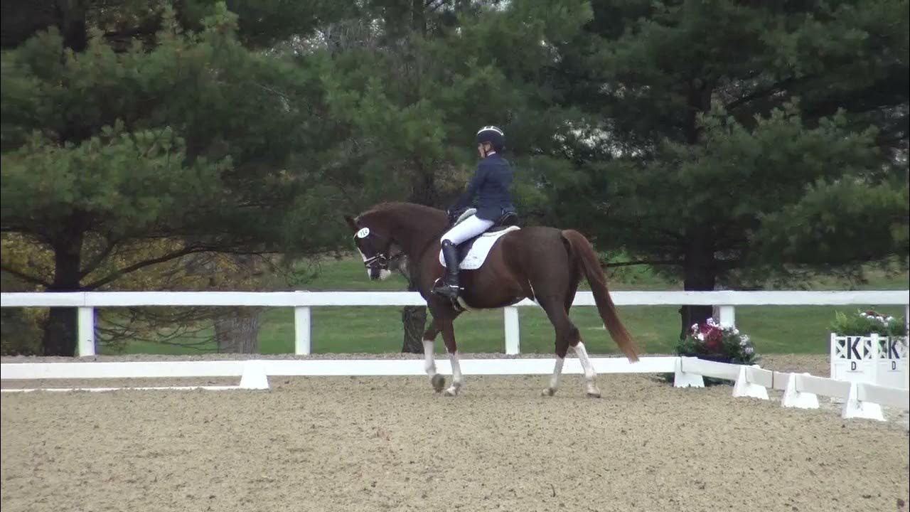 Amanda Braun and Commando USDF Dressage Finals YouTube