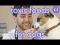 Toxic Food for Dogs - Dog Training with Leah