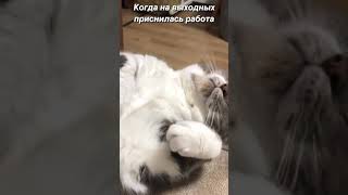 Работа в выходные #viral #рекомендации #subscribe #популярное #funny #shorts #tiktok #cat