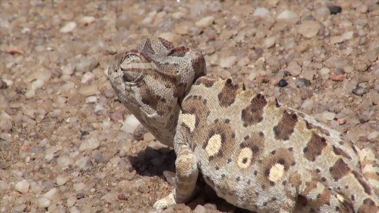 Namibia Little 5 die Wüste lebt YouTube Namibia Little 5 die Wüste lebt YouTube