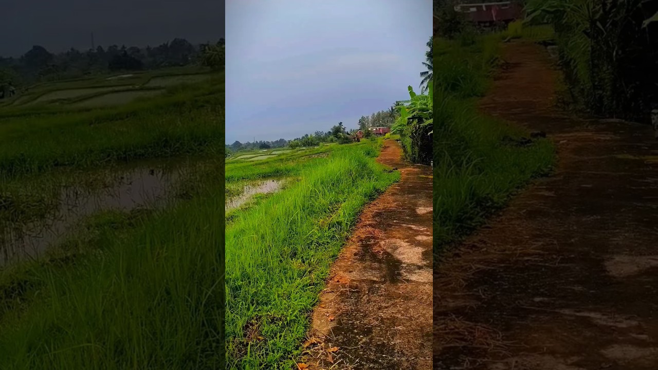 Peaceful Rice Field Path in Bali 🌾 | Natural Walking Ambience