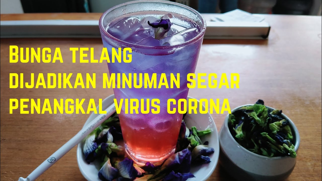  Teh  Bunga  Telang  Segar Penangkal Covid 19 YouTube