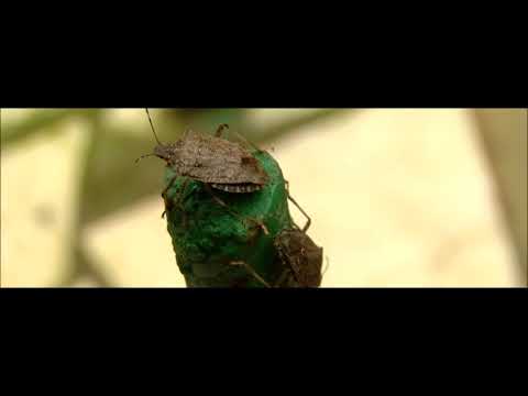 აზიური ფაროსანა (2)