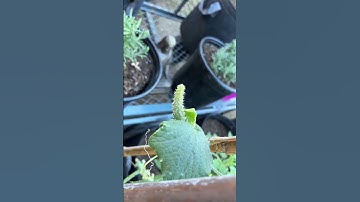 GROWING CUCUMBERS #gardening