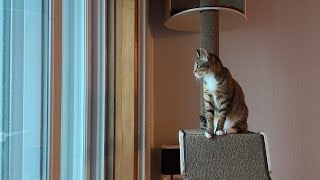 Cat gets her first cat tower by Johnny Kyunghwo 5,580 views 1 month ago 11 minutes, 50 seconds