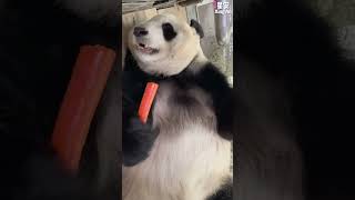 有被星安可爱到了吗？【Panda：星安Xing An】