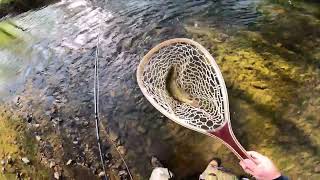 Fly Fishing for Trout South Branch Patapsco River April 29, 2022