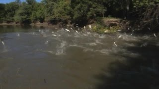 Plaag in Amerikaanse rivier: vliegende karpers - RTL NIEUWS