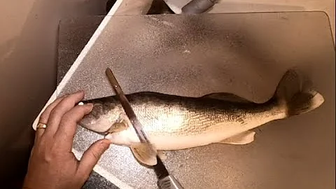 How to fillet clean a Walleye in less than 1 minute (no bones).