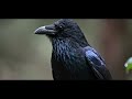 Witness the Raven's Brainpower: A Deep Dive into Corvid Cognition