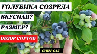 Голубика садовая. Ягоды созрели. Какой сорт голубики самый вкусный и крупный?