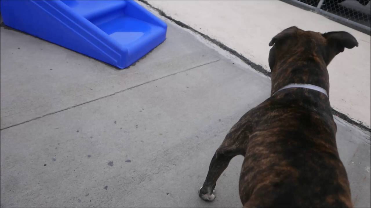 Hanson - A1083356 - Brooklyn ACC camera iphone 8 plus apk