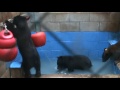 Bear Cubs at LTWC enjoy Running Water