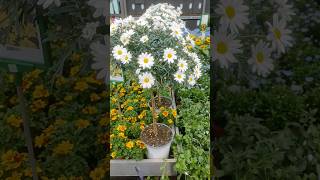 РОМАШКА Агирантемум  маргаритка хризантема вирощування та догляд #квіти #ромашка #хризантема #чудо