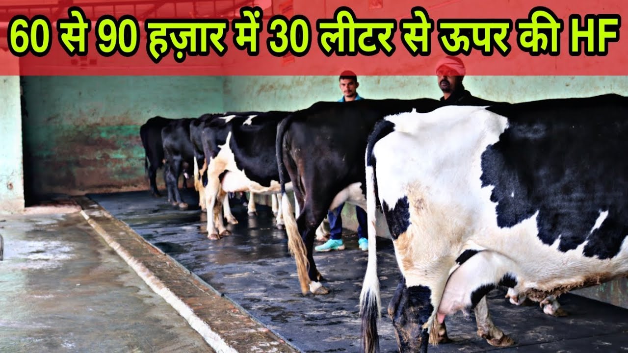 Top Class HF Cows 🐄 Available For Sale. Supply All Over India 🇮🇳 - YouTube