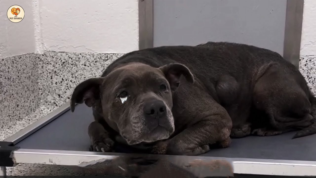 Слишком старый для продажи, Питти тихо плакал, когда его заметили