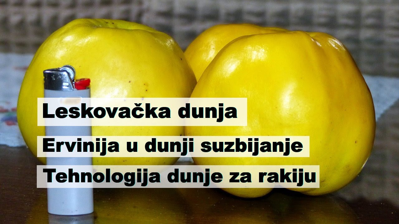 Leskovačka dunje - Ervinija - tehnologija za rakiju