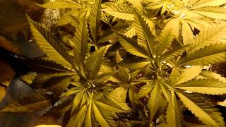 Update on my unique plant. 15 day of flower.