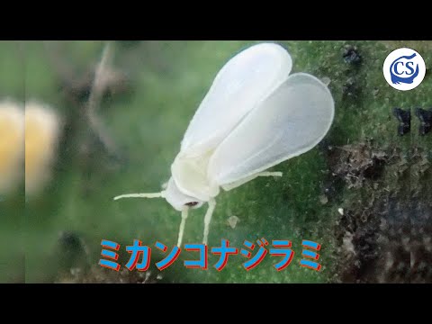 ミカンの木に小さな白い虫が無数にいるよ Csラボはなかなかだす