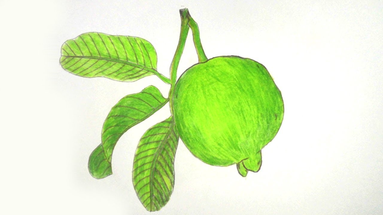 Featured image of post Drawing Of Guava 19 sales 5 out of 5 stars