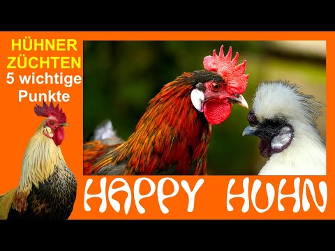 E5 Hühner züchten JA oder NEIN? - Was muss man vorab bedenken? - HAPPY HUHN - Hühnerzucht Rassezucht