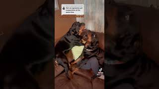 Rottweiler Tramples Owner