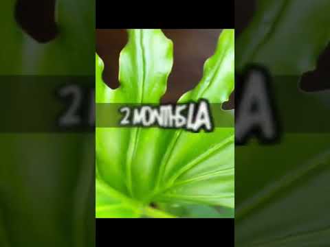 Video: Indoor Philodendron ‘Xanadu’ – Paano Palaguin ang Xanadu Philodendron Houseplant