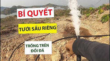 Cách lắp đặt hệ thống tưới  cho sầu riêng  trồng trên đồi dốc  Bí Quyết Tưới Để Có Sản Lượng Cao Q/M