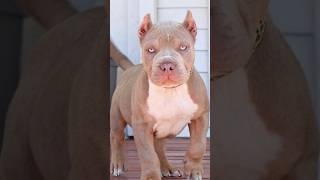 Pitbull puppies in low price | call  9817262155 #shorts #dogvideo