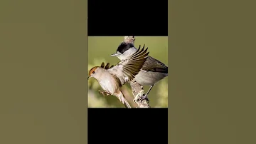 صوت عصفور التين Blackcap Sound Birds Birdsounds عصفور التين صوت تيان تيان Like 