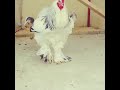 دجاج براهما كولمبيbrahma Chicken 