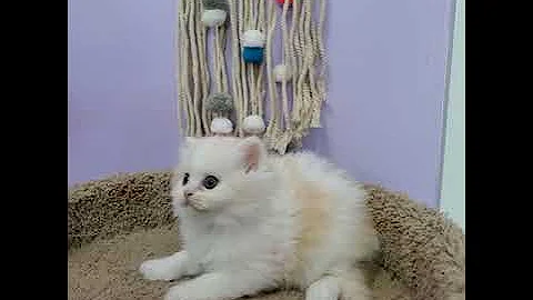 Video 10933101: scottish fold kitten, kittens cattery, highlander kitten
