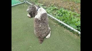 Playtime at Dogs On The Farm & Cats Too!