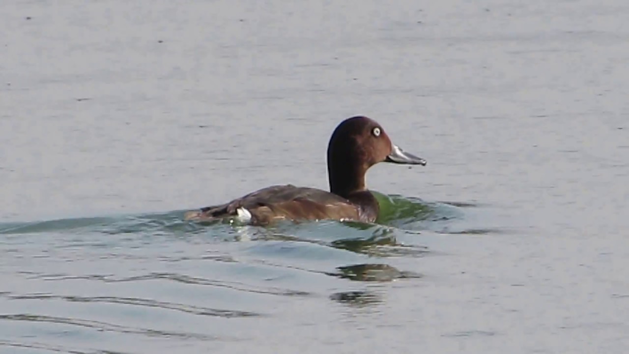 Ferruginous Duck, (Aythya nyroca) Βαλτόπαπια - Cyprus 