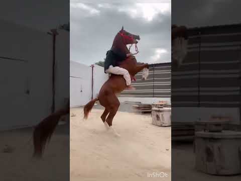 حصان عنيد والفارس متمكن