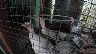 Young turkey segregation: Sexing Juvenile Turkey's Boys or Girls
