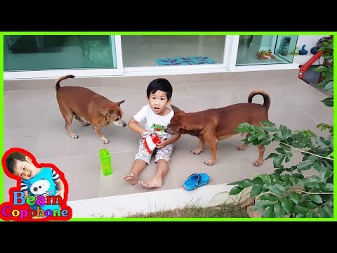น้องบีม | แอบป้อนขนมหมา Dog